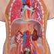3B Scientific B13 Classic Unisex Torso with Head Model 14-Part - 3B Smart Anatomy