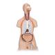 3B Scientific B17 Classic Unisex Torso with Head & Open Back Model 21-Part - 3B Smart Anatomy