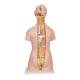 3B Scientific B17 Classic Unisex Torso with Head & Open Back Model 21-Part - 3B Smart Anatomy