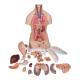 3B Scientific B17 Classic Unisex Torso with Head & Open Back Model 21-Part - 3B Smart Anatomy