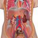 3B Scientific B17 Classic Unisex Torso with Head & Open Back Model 21-Part - 3B Smart Anatomy