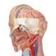 3B Scientific B17 Classic Unisex Torso with Head & Open Back Model 21-Part - 3B Smart Anatomy