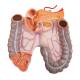 3B Scientific B17 Classic Unisex Torso with Head & Open Back Model 21-Part - 3B Smart Anatomy
