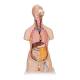 3B Scientific B19 Classic Unisex Torso with Opened Neck and Back Model 18-Part - 3B Smart Anatomy