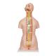 3B Scientific B19 Classic Unisex Torso with Opened Neck and Back Model 18-Part - 3B Smart Anatomy