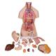 3B Scientific B19 Classic Unisex Torso with Opened Neck and Back Model 18-Part - 3B Smart Anatomy