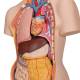 3B Scientific B19 Classic Unisex Torso with Opened Neck and Back Model 18-Part - 3B Smart Anatomy