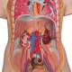 3B Scientific B19 Classic Unisex Torso with Opened Neck and Back Model 18-Part - 3B Smart Anatomy