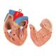 3B Scientific B19 Classic Unisex Torso with Opened Neck and Back Model 18-Part - 3B Smart Anatomy