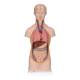 3B Scientific B22 Mini Torso with Head Model 12-Part - Light Skin Tone, 3B Smart Anatomy