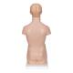 3B Scientific B22 Mini Torso with Head Model 12-Part - Light Skin Tone, 3B Smart Anatomy