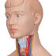 3B Scientific B22 Mini Torso with Head Model 12-Part - Light Skin Tone, 3B Smart Anatomy