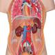 3B Scientific B22 Mini Torso with Head Model 12-Part - Light Skin Tone, 3B Smart Anatomy
