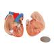 3B Scientific B22 Mini Torso with Head Model 12-Part - Light Skin Tone, 3B Smart Anatomy