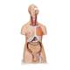 3B Scientific B30 Deluxe Dual Sex Torso with Head Model 24-Part - Light Skin Tone, 3B Smart Anatomy