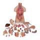 3B Scientific B30 Deluxe Dual Sex Torso with Head Model 24-Part - Light Skin Tone, 3B Smart Anatomy