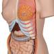 3B Scientific B30 Deluxe Dual Sex Torso with Head Model 24-Part - Light Skin Tone, 3B Smart Anatomy