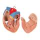 3B Scientific B30 Deluxe Dual Sex Torso with Head Model 24-Part - Light Skin Tone, 3B Smart Anatomy