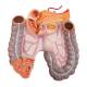 3B Scientific B30 Deluxe Dual Sex Torso with Head Model 24-Part - Light Skin Tone, 3B Smart Anatomy
