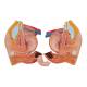 3B Scientific B30 Deluxe Dual Sex Torso with Head Model 24-Part - Light Skin Tone, 3B Smart Anatomy