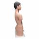 Deluxe Asian Dual Sex Torso with Head Model (18 Parts) - 3B Smart Anatomy