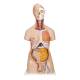 3B Scientific B32 Deluxe Dual Sex Torso with Head Model 20-Part - 3B Smart Anatomy