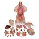 3B Scientific B32 Deluxe Dual Sex Torso with Head Model 20-Part - 3B Smart Anatomy