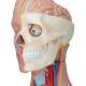 3B Scientific B32 Deluxe Dual Sex Torso with Head Model 20-Part - 3B Smart Anatomy