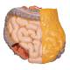 3B Scientific B32 Deluxe Dual Sex Torso with Head Model 20-Part - 3B Smart Anatomy