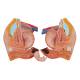 3B Scientific B32 Deluxe Dual Sex Torso with Head Model 20-Part - 3B Smart Anatomy
