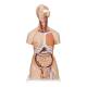 3B Scientific B35 Deluxe Dual Sex Torso with Head & Opened Back Model 28-Part - 3B Smart Anatomy