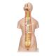 3B Scientific B35 Deluxe Dual Sex Torso with Head & Opened Back Model 28-Part - 3B Smart Anatomy