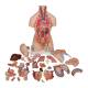 3B Scientific B35 Deluxe Dual Sex Torso with Head & Opened Back Model 28-Part - 3B Smart Anatomy