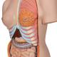 3B Scientific B35 Deluxe Dual Sex Torso with Head & Opened Back Model 28-Part - 3B Smart Anatomy