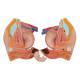 3B Scientific B35 Deluxe Dual Sex Torso with Head & Opened Back Model 28-Part - 3B Smart Anatomy