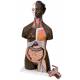 Deluxe African Dual Sex Torso with Head Model 24-Part