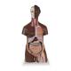 3B Scientific B37 Deluxe Dual Sex Torso with Head Model 24-Part - Dark Skin Tone, 3B Smart Anatomy