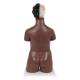 3B Scientific B37 Deluxe Dual Sex Torso with Head Model 24-Part - Dark Skin Tone, 3B Smart Anatomy