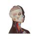 3B Scientific B37 Deluxe Dual Sex Torso with Head Model 24-Part - Dark Skin Tone, 3B Smart Anatomy