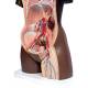3B Scientific B37 Deluxe Dual Sex Torso with Head Model 24-Part - Dark Skin Tone, 3B Smart Anatomy