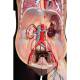 3B Scientific B37 Deluxe Dual Sex Torso with Head Model 24-Part - Dark Skin Tone, 3B Smart Anatomy