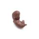 3B Scientific B37 Deluxe Dual Sex Torso with Head Model 24-Part - Dark Skin Tone, 3B Smart Anatomy