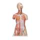 3B Scientific B40 Deluxe Dual Sex Muscle Torso with Head Model 31-Part - 3B Smart Anatomy