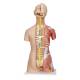 3B Scientific B40 Deluxe Dual Sex Muscle Torso with Head Model 31-Part - 3B Smart Anatomy
