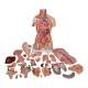3B Scientific B40 Deluxe Dual Sex Muscle Torso with Head Model 31-Part - 3B Smart Anatomy