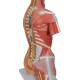 3B Scientific B40 Deluxe Dual Sex Muscle Torso with Head Model 31-Part - 3B Smart Anatomy