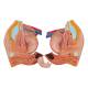 3B Scientific B40 Deluxe Dual Sex Muscle Torso with Head Model 31-Part - 3B Smart Anatomy