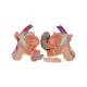 3B Scientific B40 Deluxe Dual Sex Muscle Torso with Head Model 31-Part - 3B Smart Anatomy