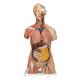 3B Scientific B40 Deluxe Dual Sex Muscle Torso with Head Model 31-Part - 3B Smart Anatomy
