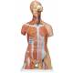 Deluxe Dual Sex Muscle Torso with Head Model 31-Part